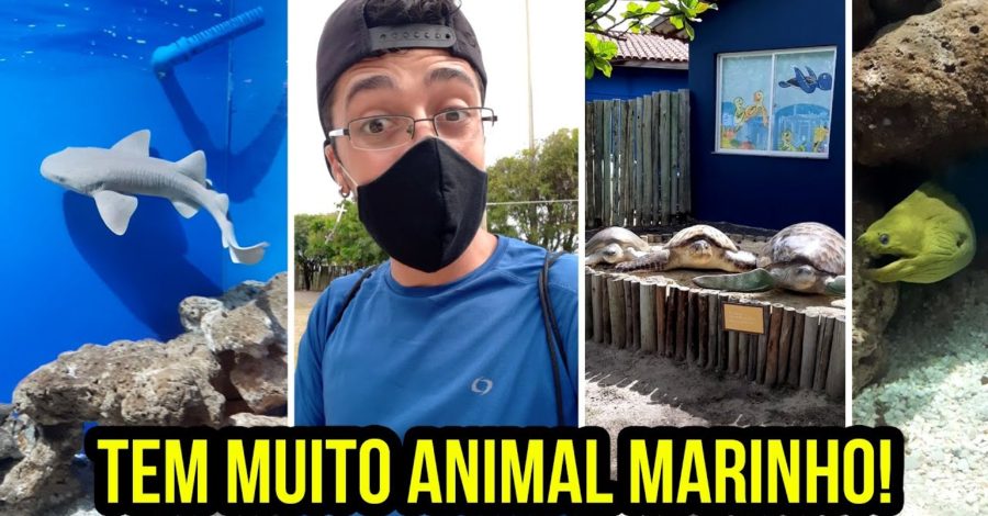 TUBARÃO, POLVO, PEIXES, TARTARUGA – PROJETO TAMAR