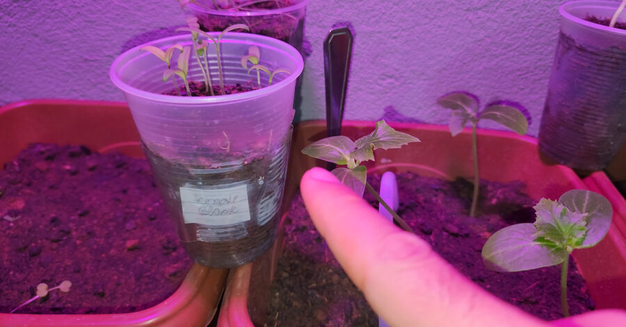 🪴 COMO ESTÁ MINHA HORTA EM CASA QUE NÃO PEGA SOL, DEPOIS DE 21 DIAS QUE PLANTEI?